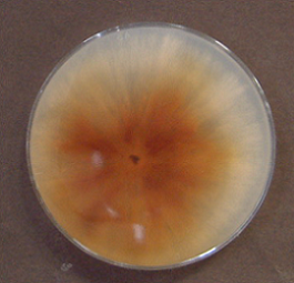 Pycnoporus coccineus2(PYC-w)